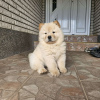 Photo №1. chow-chow - à vendre en ville de Belgrade | négocié | Annonce №110766