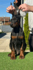 Photos supplémentaires: Chiots Doberman à vendre