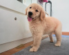 Photo №1. golden retriever - à vendre en ville de Lubná | 300€ | Annonce №123707