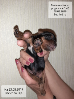 Photo №2 de l'annonce № 3639 de la vente yorkshire terrier - acheter à Fédération de Russie de la fourrière
