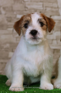 Photo №4. Je vais vendre jack russell terrier en ville de Kiev. de la fourrière - prix - 906€