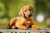 Photo №2 de l'annonce № 72846 de la vente chien de rhodésie à crête dorsale - acheter à Biélorussie annonce privée