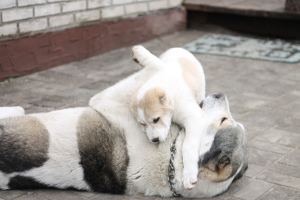 Photo №3. Disponible à la vente chienne Berger d'Asie Centrale.. Biélorussie