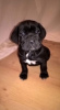 Photo №1. cane corso - à vendre en ville de Аугсбург | 300€ | Annonce №70887