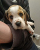 Photo №1. beagle - à vendre en ville de Berlin | 350€ | Annonce №116806