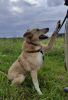Photo №2 de l'annonce № 66698 de la vente chien bâtard - acheter à Fédération de Russie annonce privée
