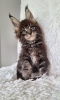 Photo №1. maine coon - à vendre en ville de Антверпен | 200€ | Annonce № 125212