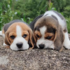 Photos supplémentaires: Chiots Beagle à la recherche d'un foyer pour toujours