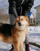 Photo №2 de l'annonce № 59928 de la vente chien bâtard - acheter à Fédération de Russie annonce privée