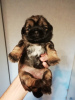 Photo №3. Chiots Shih Tzu de race pure.. Lituanie