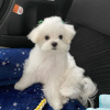 Photo №4. Je vais vendre bichon maltais en ville de Munich. éleveur - prix - négocié