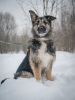 Photo №2 de l'annonce № 97008 de la vente chien bâtard - acheter à Fédération de Russie de l'abri