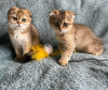 Photo №3. chatons Scottish Fold mâles et femelles. La Grande-Bretagne