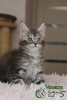 Photo №4. Je vais vendre maine coon en ville de Saint-Pétersbourg. annonce privée, de la fourrière, éleveur - prix - 442€