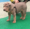 Photo №4. Je vais vendre shar pei en ville de Saint-Pétersbourg. annonce privée - prix - 700€