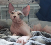 Photos supplémentaires: Chatons Sphynx canadiens