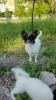 Photo №3. Chiot Papillon. FCI. Canada