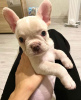 Photo №1. bouledogue - à vendre en ville de Texas City | 710€ | Annonce №87222