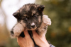 Photo №2 de l'annonce № 82449 de la vente chien bâtard - acheter à Fédération de Russie annonce privée