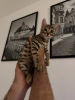 Photo №4. Je vais vendre bengal en ville de Berlin. annonce privée - prix - 320€