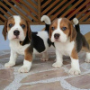 Photo №4. Je vais vendre beagle en ville de Freiburg im Breisgau. annonce privée - prix - 376€