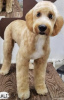 Photo №4. Je vais vendre labradoodle en ville de Kovilj. éleveur - prix - négocié