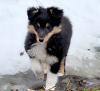Photo №4. Je vais vendre shetland (chien) en ville de Riga. éleveur - prix - 1300€