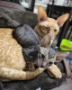 Photo №2 de l'annonce № 123672 de la vente cornish rex - acheter à Allemagne annonce privée