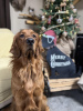 Photo №2 de l'annonce № 56606 de la vente golden retriever - acheter à Allemagne annonce privée