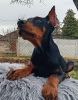 Photo №3. Chiots Dobermann. Serbie