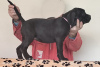 Photo №2 de l'annonce № 125364 de la vente cane corso - acheter à Serbie 