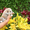Photo №4. Je vais vendre akita (chien) en ville de Cherkassky Bishkin. éleveur - prix - 473€