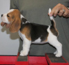 Photo №4. Je vais vendre beagle en ville de Leipzig. annonce privée - prix - 360€