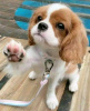 Photo №2 de l'annonce № 113000 de la vente cavalier king charles spaniel - acheter à La finlande annonce privée, éleveur