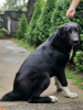 Photos supplémentaires: Chiot du chien de berger d'Asie centrale / CAO / Alabai