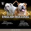 Photos supplémentaires: Chiots bouledogue anglais