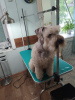 Photo №1. terrier irlandais à poil doux - à vendre en ville de Birobidzhan | 493€ | Annonce №64241