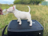 Photos supplémentaires: Bull Terrier miniature FCI