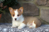 Photo №4. Je vais vendre welsh corgi en ville de Hersonissos.  - prix - 390€