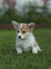 Photos supplémentaires: Chiots Welsh Corgi Pembroke