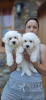 Photo №3. Chiots Bichon frisé, beaux chiots. Serbie