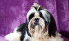 Photos supplémentaires: Shih tzu