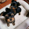 Photo №1. yorkshire terrier - à vendre en ville de Bamberg | 350€ | Annonce №74475