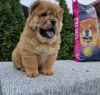 Photos supplémentaires: Chiots Chow-Chow