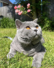 Photo №1. british shorthair - à vendre en ville de Munich | 379€ | Annonce № 103836