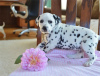 Photo №1. dalmatien - à vendre en ville de Londres | 400€ | Annonce №56564