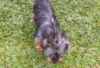 Photo №1. skye terrier - à vendre en ville de Berlin | Gratuit | Annonce №127103