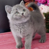 Photo №2 de l'annonce № 106483 de la vente british shorthair - acheter à République Tchèque 