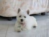 Photo №2 de l'annonce № 84888 de la vente west highland white terrier - acheter à Serbie éleveur