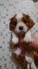 Photo №1. cavalier king charles spaniel - à vendre en ville de Tallinn | 500€ | Annonce №85894